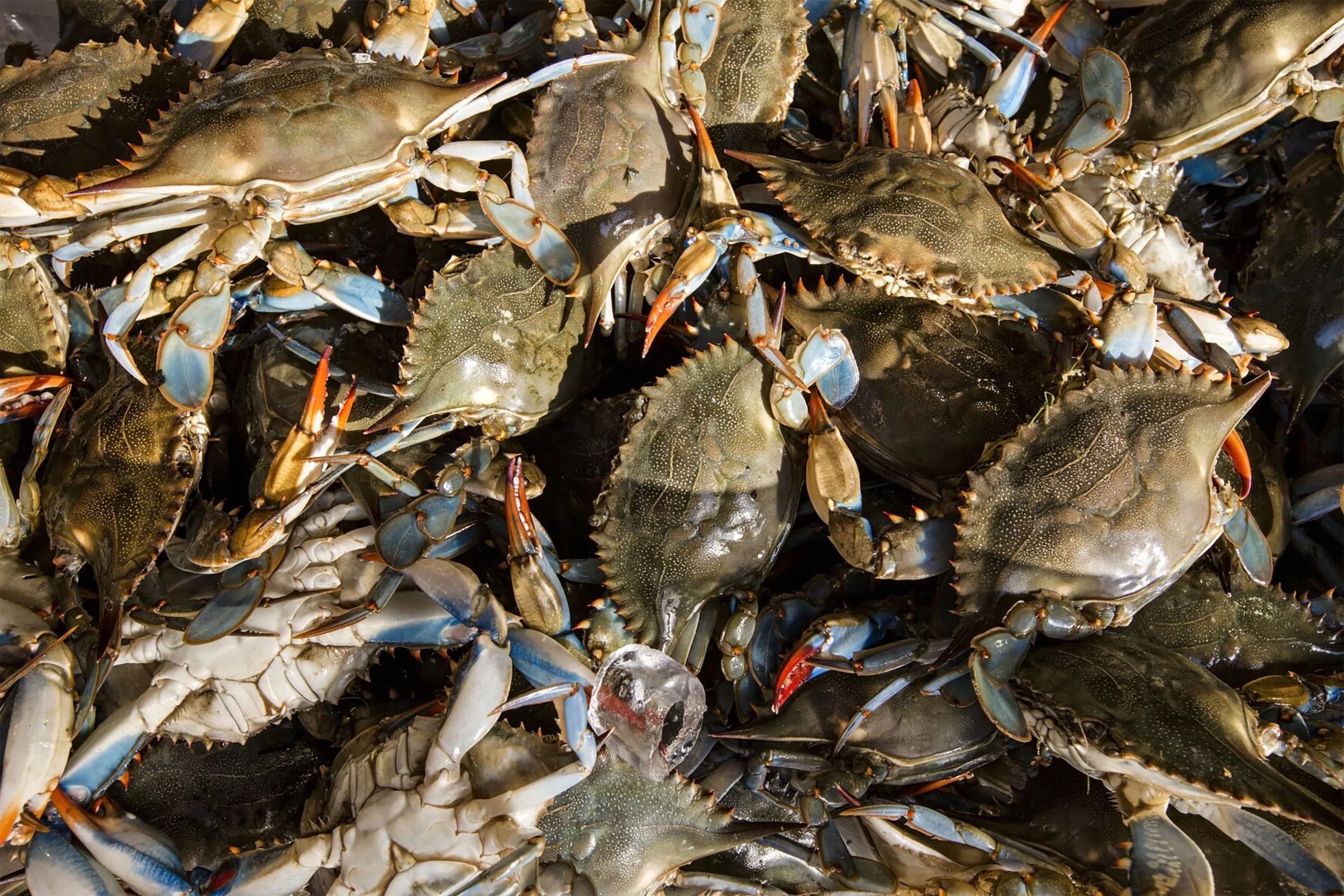 What Crab Processing Equipment Does a Plant Actually Need?