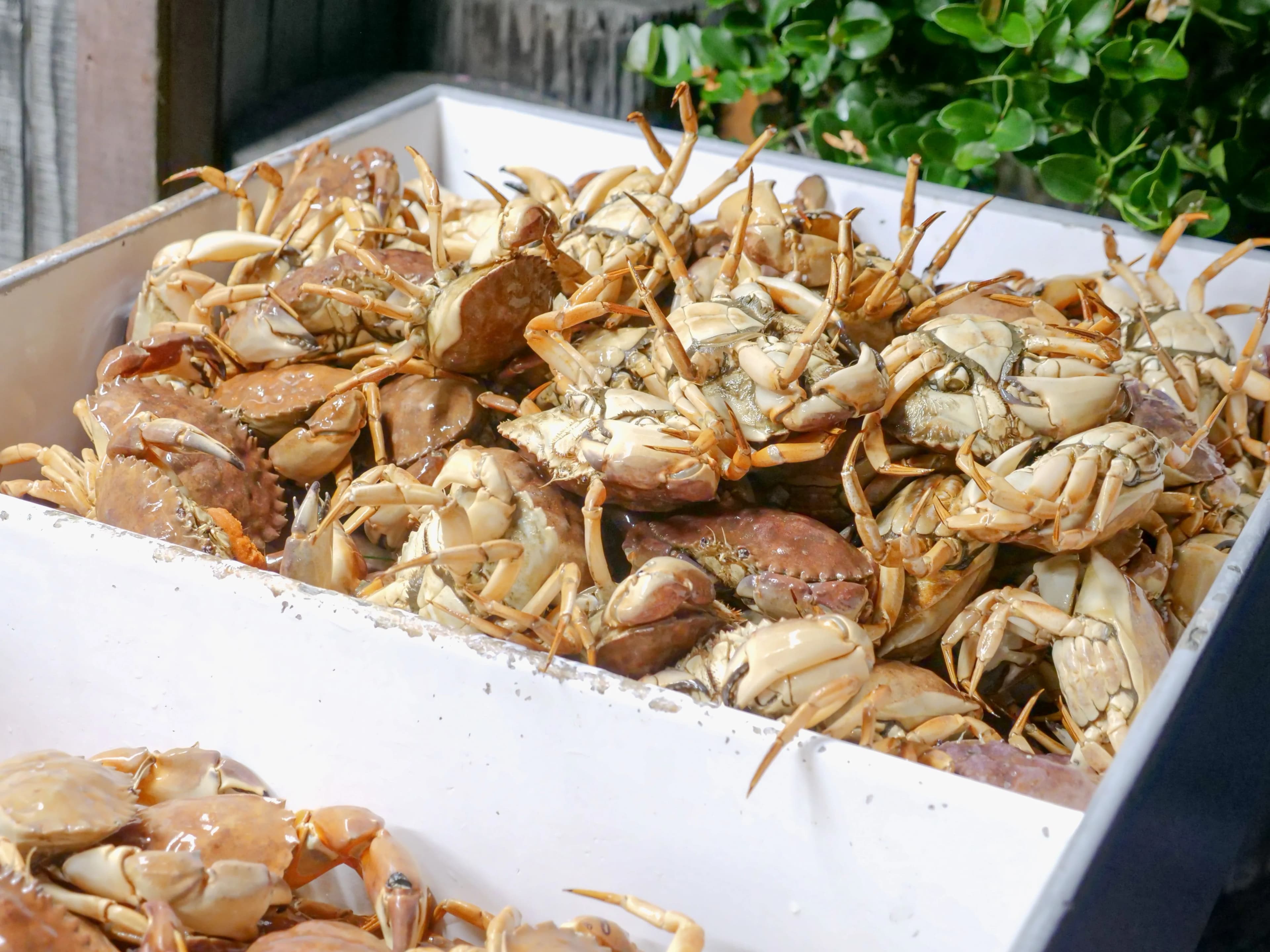 Crab and Shellfish Processing Equipment: What Buyers Should Know, article header image