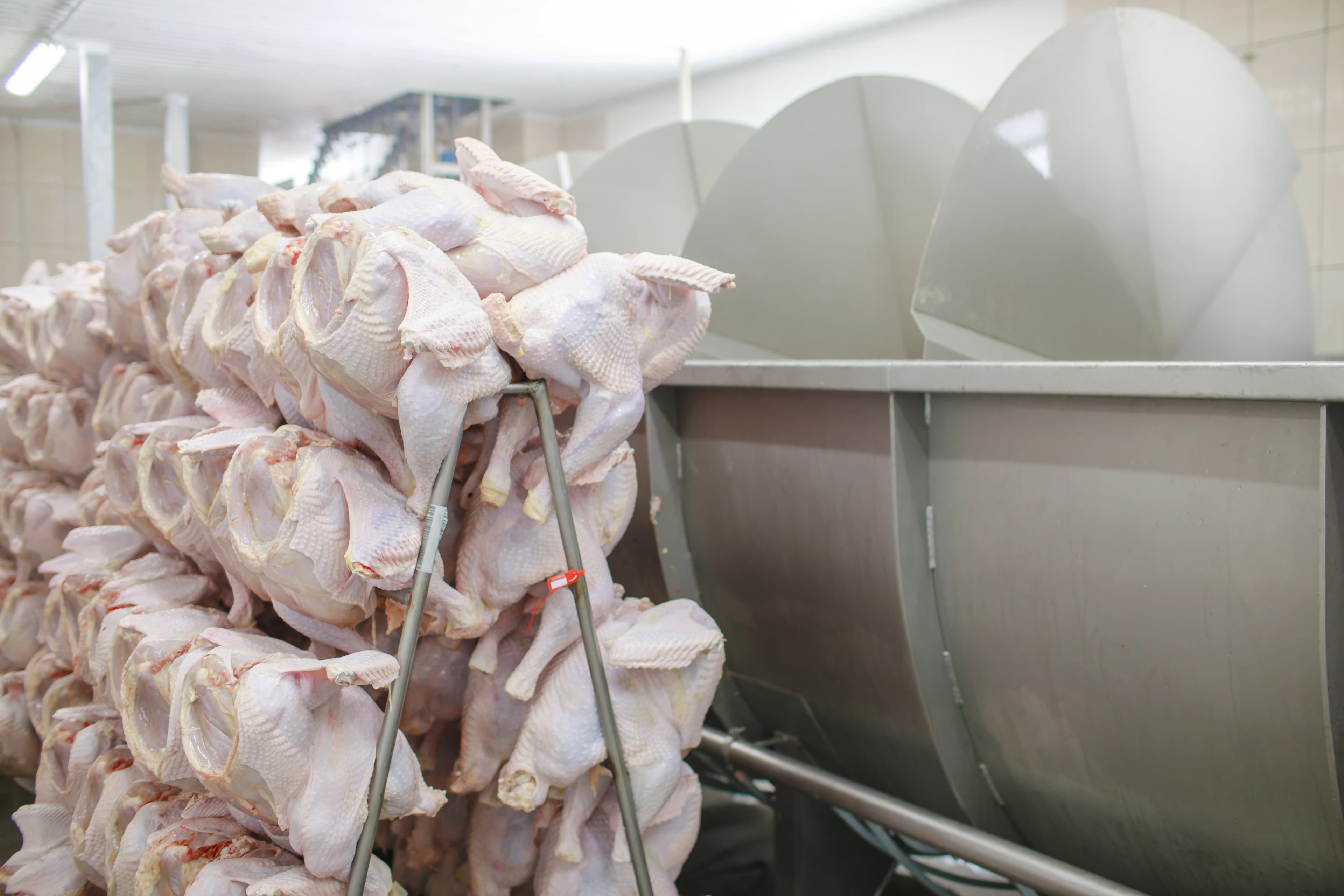 How to Choose the Right Poultry Processing Equipment